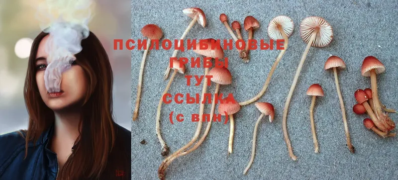 даркнет телеграм  Дудинка  Псилоцибиновые грибы Psilocybine cubensis 